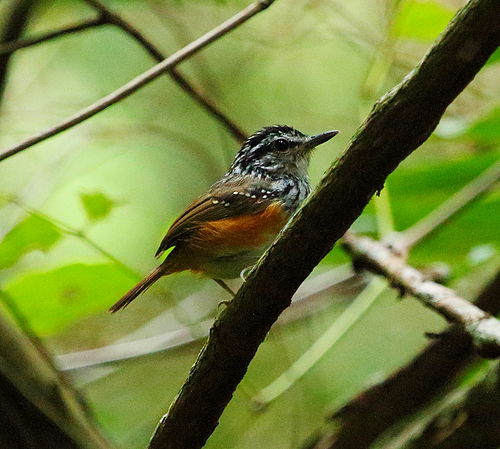 Guianan warbling antbird